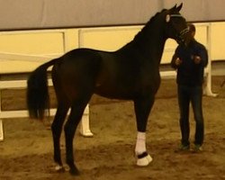 stallion Rockadel (Westphalian, 2011, from Rock Forever NRW)