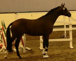 dressage horse Hengst von Florenciano (Oldenburg, 2011, from Florenciano 6)