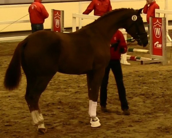 dressage horse Garisto (KWPN (Royal Dutch Sporthorse), 2011, from Charmeur)