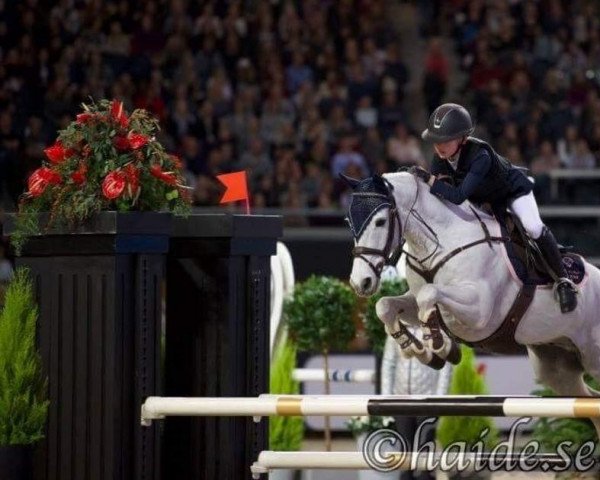 jumper Smithstown Toodles (Irish Sport Horse, 2009)