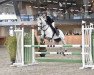 jumper Shirsheen Sea Breeze (Connemara Pony, 2009)