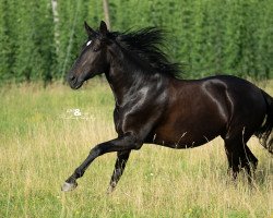 broodmare Piolina AM (Pura Raza Espanola (PRE), 2015, from Olivo de Torre)