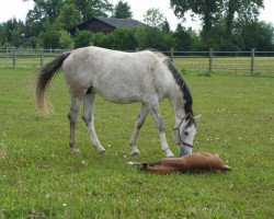 broodmare Kalandra (Oldenburg show jumper, 2003, from Lando)