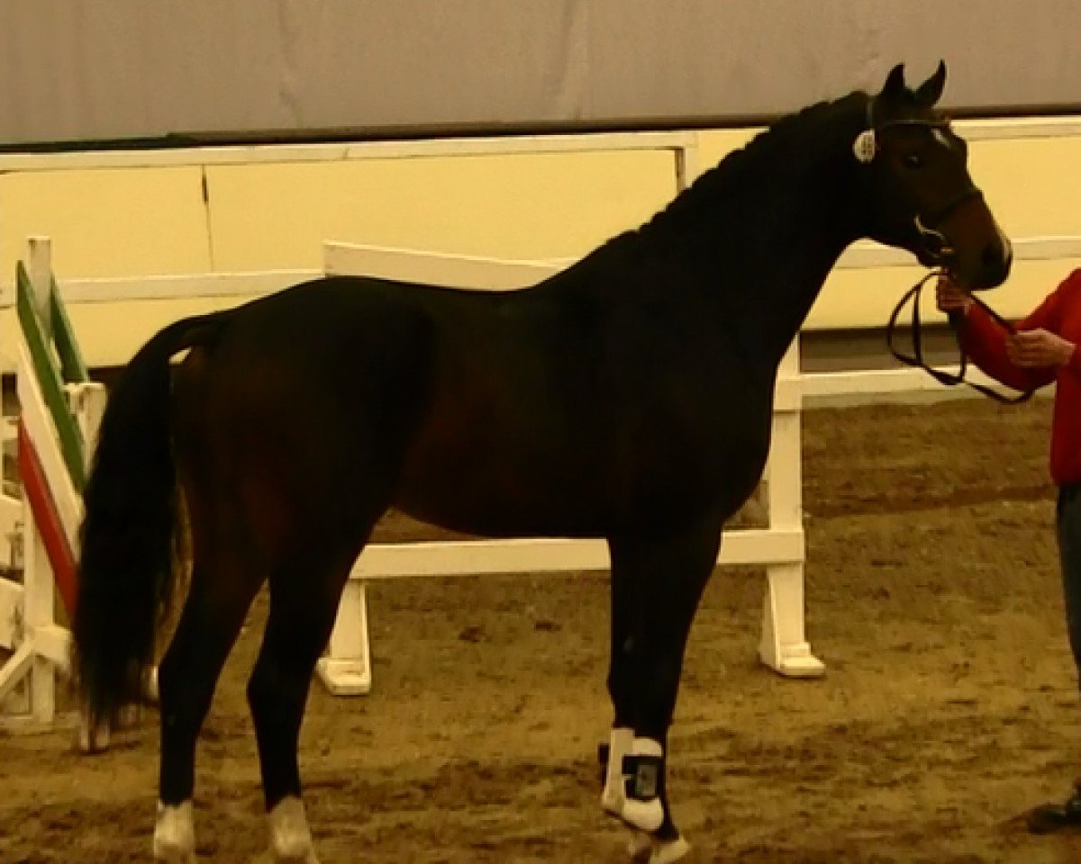jumper Hengst von Carento (Westphalian, 2011, from Carento)
