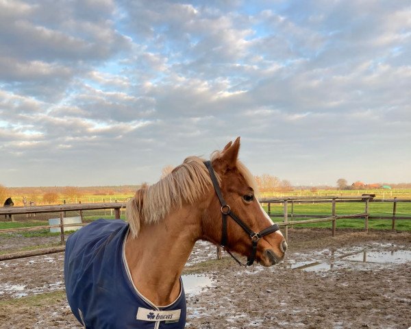 dressage horse Valorosa 2 (German Riding Pony, 2002, from Good One)