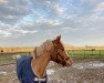 dressage horse Valorosa 2 (German Riding Pony, 2002, from Good One)