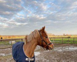 dressage horse Valorosa 2 (German Riding Pony, 2002, from Good One)