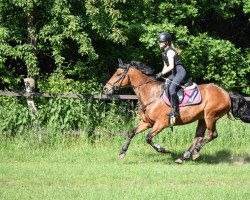 dressage horse All or nothing (German Riding Pony, 2008, from Apslau xx)