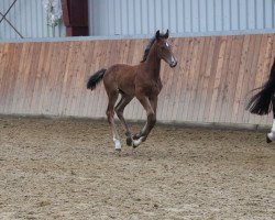 Springpferd kiran (Holsteiner, 2021, von Keaton HV)