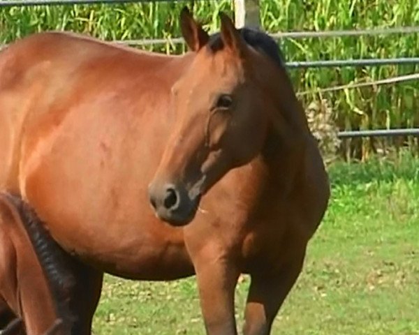 broodmare Treasure M (Royal Warmblood Studbook of the Netherlands (KWPN), 2000, from Quick Star)