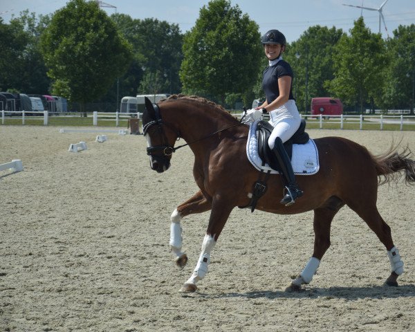 dressage horse Mika's Bavarois (German Riding Pony, 2005, from Bavarottie)