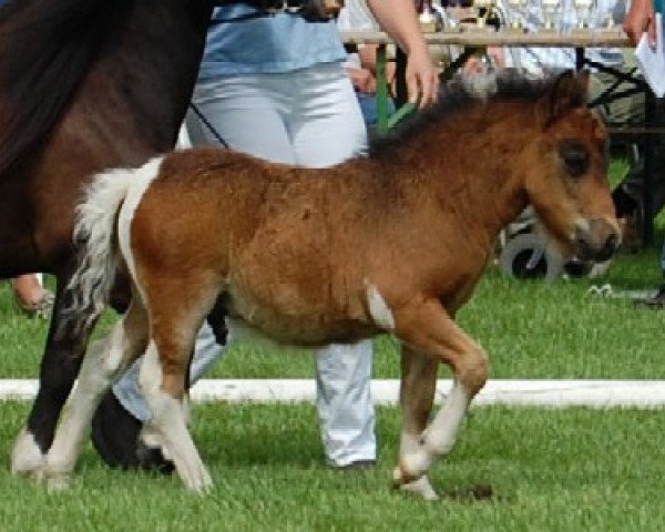 horse Vinsh vom Wintershof (Shetland Pony, 2011, from Valentino van de Kortenhof)