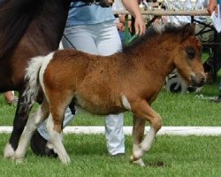 Pferd Vinsh vom Wintershof (Shetland Pony, 2011, von Valentino van de Kortenhof)