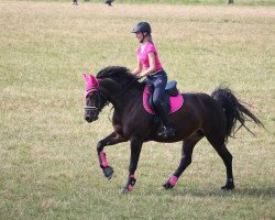 dressage horse Candy 736 (Welsh-Cob (Sek. D), 2009, from Big Finnigen)