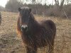 broodmare Clara (Shetland Pony, 2006)