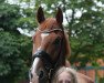 dressage horse Beliciano (Oldenburg, 2014, from Belissario)