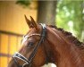 dressage horse Don Contendro (Hanoverian, 2014, from Don Frederic 3)