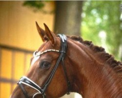 dressage horse Don Contendro (Hanoverian, 2014, from Don Frederic 3)