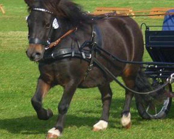 broodmare Cody (Shetland Pony, 2004, from Kader)