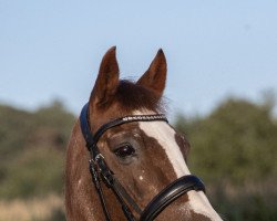 dressage horse Diddle-Mouse (Deutsches Reitpony, 1997, from Dschingis-Khan)