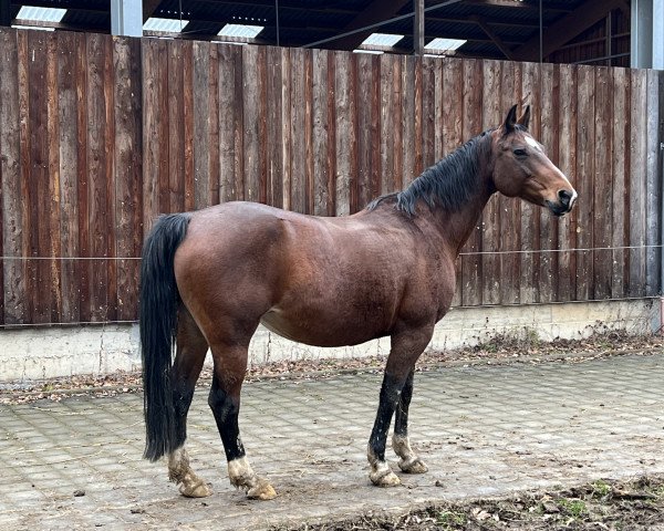 broodmare Die Hazel (Hanoverian, 2007, from D-Online)