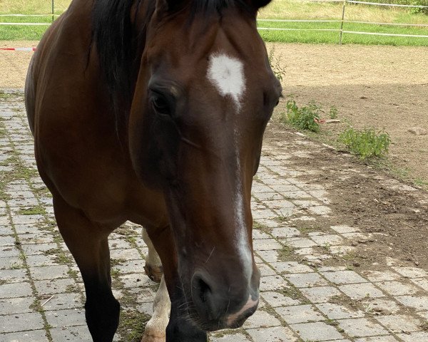 broodmare Die Hazel (Hanoverian, 2007, from D-Online)