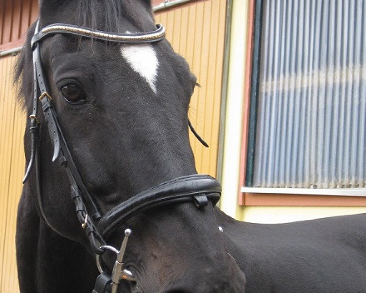 Springpferd Amar 12 (KWPN (Niederländisches Warmblut), 2005, von Tolan R)