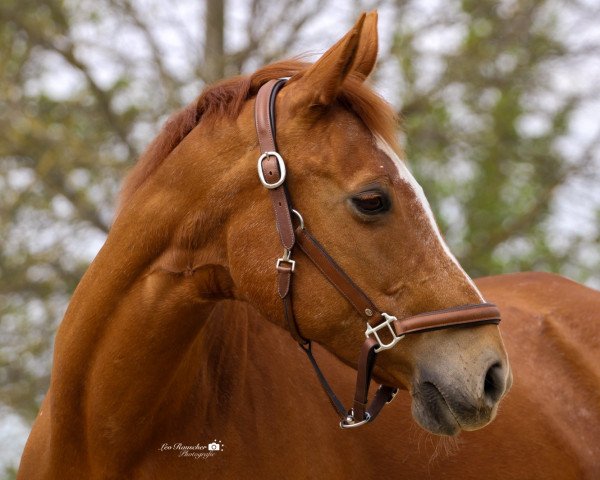 horse Marissa (Bavarian, 2001, from Ruiz Soler)