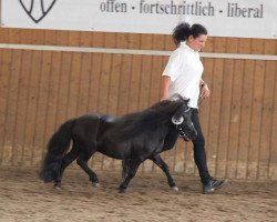 stallion Rino von der Pumpermühle (Shetland pony (under 87 cm), 2010, from Rudi von Korem)