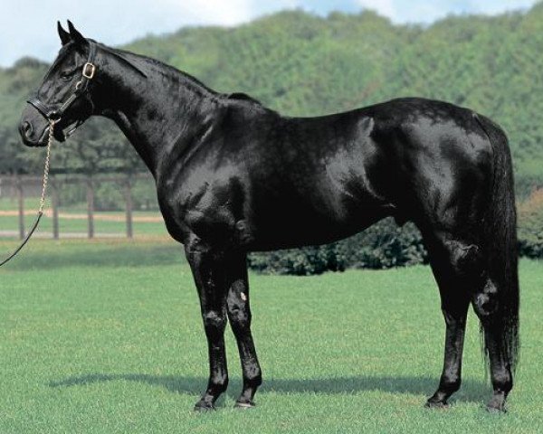 stallion Symboli Kris S xx (Thoroughbred, 1999, from Kris S xx)