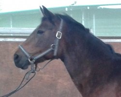 horse Ashley Katrina (New Forest Pony, 1992, from Ashley Mischief)