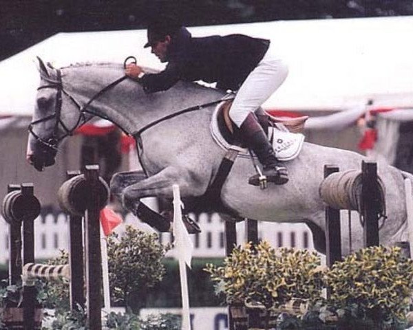 stallion Fortunus (Hanoverian, 1993, from Foxhunter)