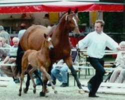 broodmare Hirtenfeuer (Trakehner, 1998, from Caprimond)