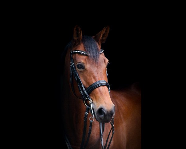 dressage horse Lady Rose 12 (Oldenburg, 2012, from L'espoir)