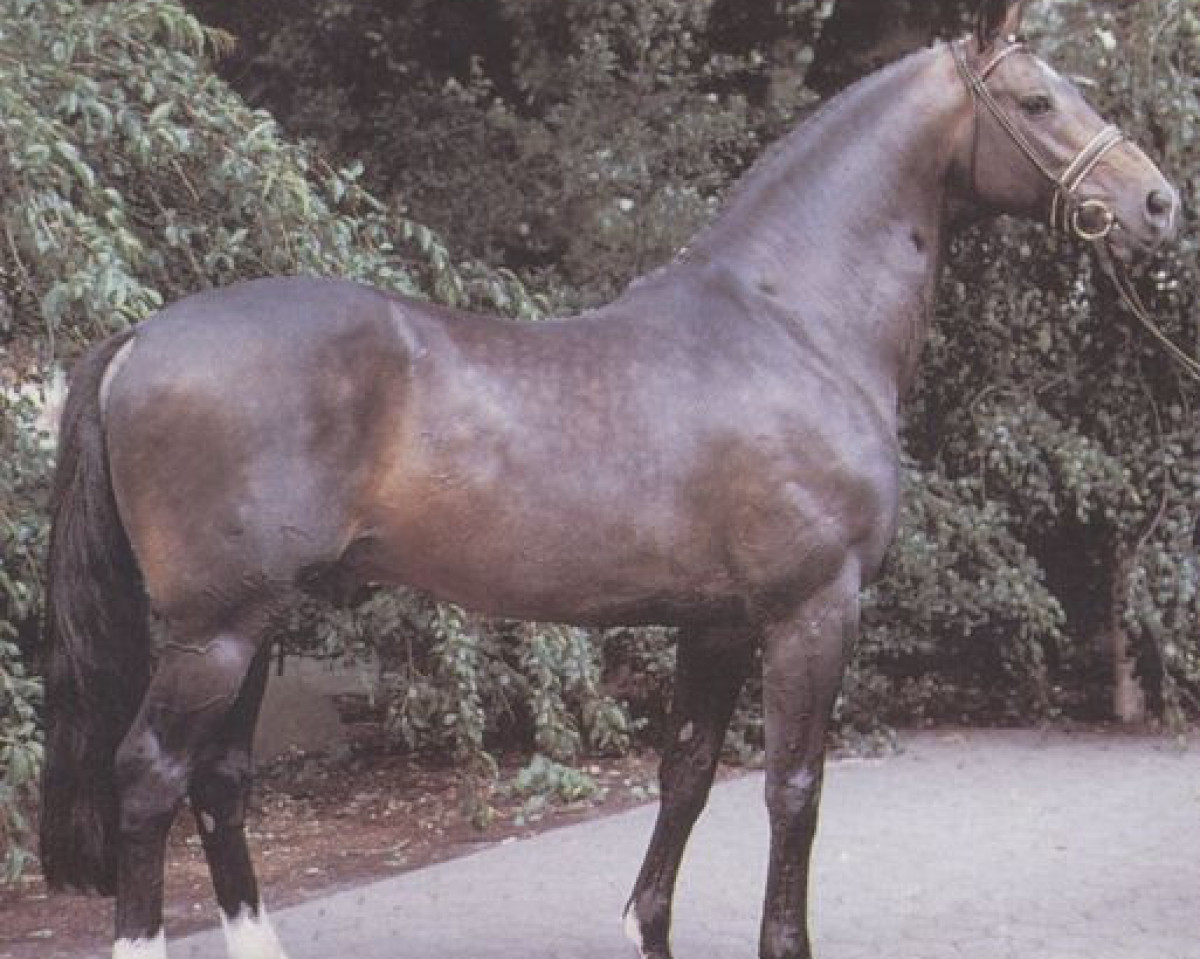 horse Bonjour (Selle Français, 1976, from Bibelot)