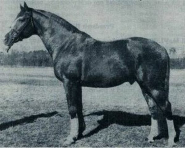 stallion 165 Przedswit VII-4 (Przedswit, 1925, from Przedswit VII)