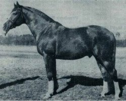 stallion 165 Przedswit VII-4 (Przedswit, 1925, from Przedswit VII)