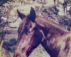 broodmare Impi Hasel (Hessian Warmblood, 1974, from Imperial)