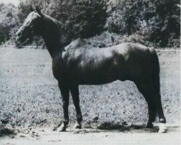 stallion 2613 Przedswit III-2 (Przedswit, 1952, from 165 Przedswit VII-4)