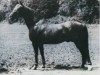 stallion 2613 Przedswit III-2 (Przedswit, 1952, from 165 Przedswit VII-4)