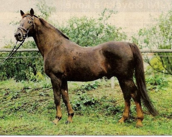 stallion 90 Przedswit X (Czech Warmblood, 1976, from 2613 Przedswit III-2)