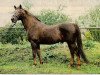 stallion 90 Przedswit X (Czech Warmblood, 1976, from 2613 Przedswit III-2)
