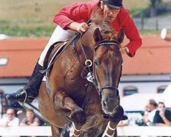 stallion Przedswit XVI (Czech Warmblood, 1990, from 90 Przedswit X)