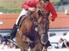 stallion Przedswit XVI (Czech Warmblood, 1990, from 90 Przedswit X)