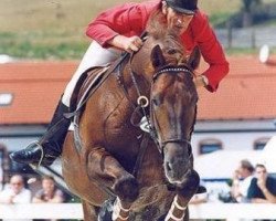 stallion Przedswit XVI (Czech Warmblood, 1990, from 90 Przedswit X)