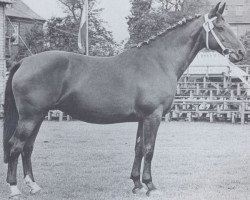 broodmare Ditlena (Holsteiner, 1945, from Loretto)