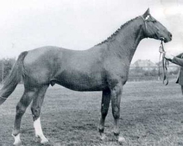 stallion Antonio (Holsteiner, 1960, from Anblick xx)