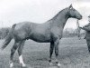 stallion Antonio (Holsteiner, 1960, from Anblick xx)
