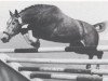 stallion Dezent (Hanoverian, 1974, from Dominik xx)