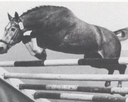 stallion Dezent (Hanoverian, 1974, from Dominik xx)